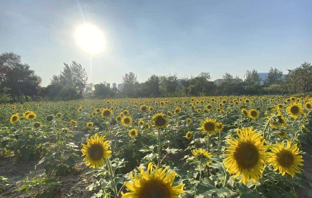 Whoopee! 快来晒“太阳”~