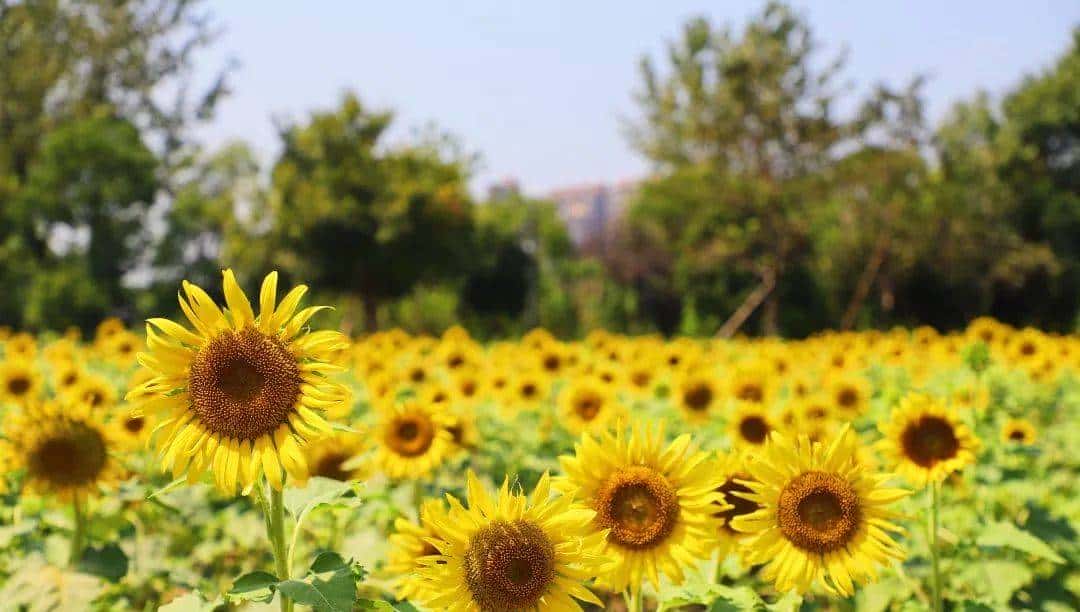 Whoopee! 快来晒“太阳”~
