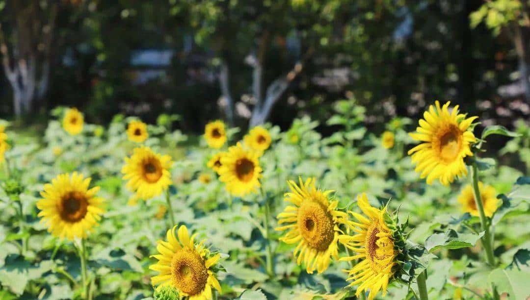 Whoopee! 快来晒“太阳”~