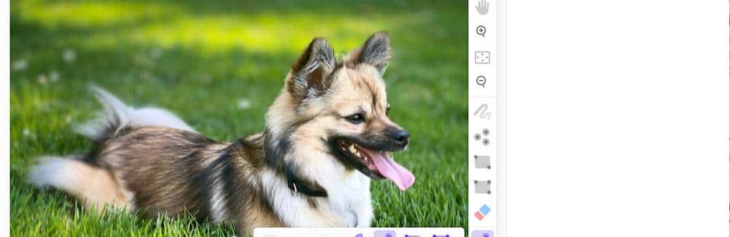 使用 Label Studio+SAM 对图像进行自动分割、打标