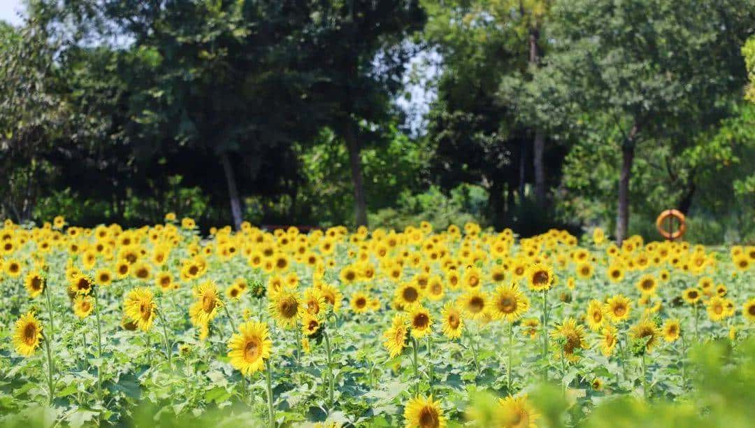 Whoopee! 快来晒“太阳”~