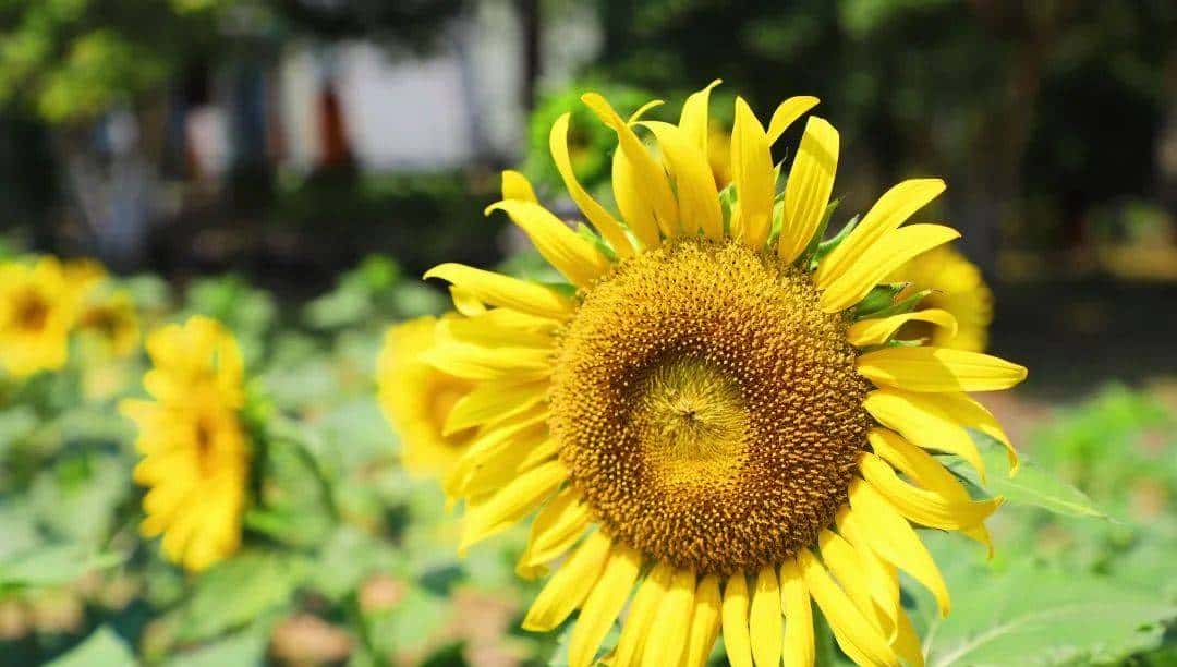 Whoopee! 快来晒“太阳”~