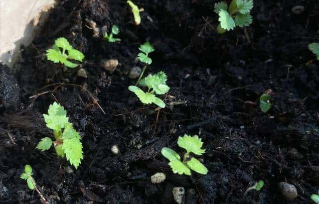 立春后别扔果核！3种水果籽埋盆里，7天发芽，当年结果压弯枝