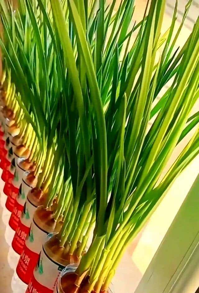 长沙一女子，把“大蒜”当绿植养而走红网络，网友该死的治愈感