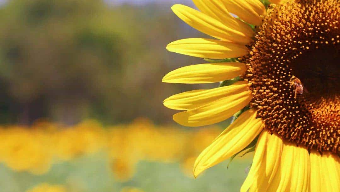 Whoopee! 快来晒“太阳”~