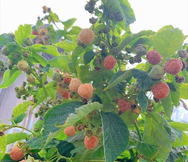 立春后别扔果核！3种水果籽埋盆里，7天发芽，当年结果压弯枝