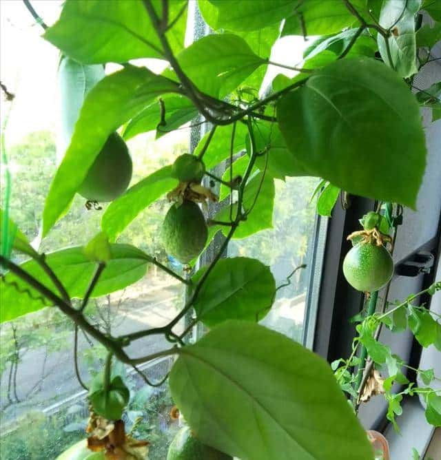 立春后别扔果核！3种水果籽埋盆里，7天发芽，当年结果压弯枝