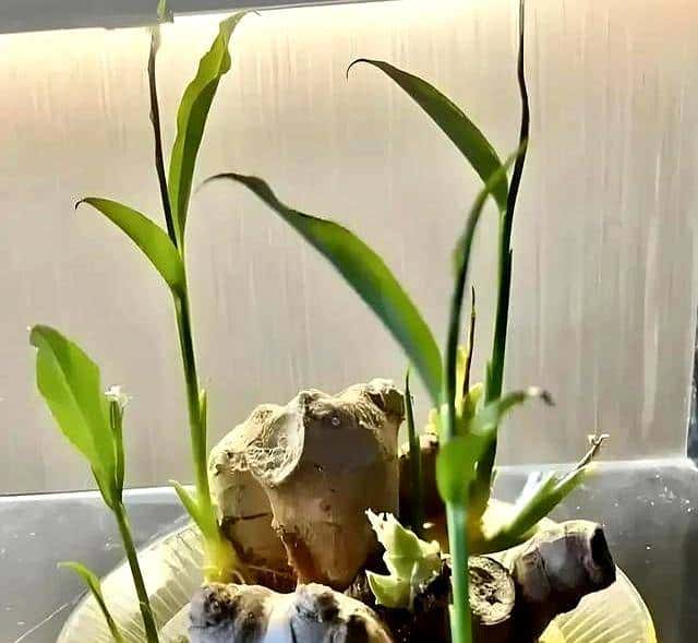 长沙一女子，把“大蒜”当绿植养而走红网络，网友该死的治愈感