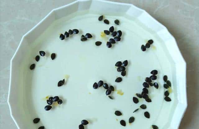 立春后别扔果核！3种水果籽埋盆里，7天发芽，当年结果压弯枝