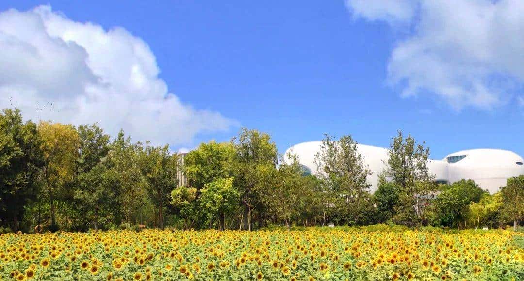 Whoopee! 快来晒“太阳”~