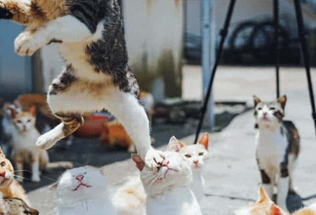 Prompt一键抠图！Meta发布首个图像分割基础模型，开创CV新范式