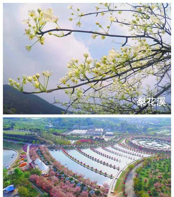 背靠观音寺梨花溪 新津加快打造田园慢村