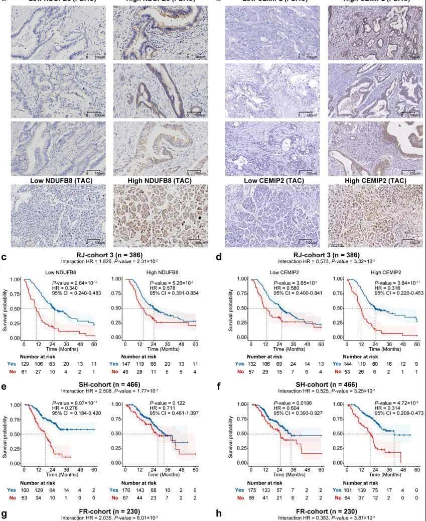 Nat Med.作者提供全文的绘图代码，对于学习作图很有协助（一）