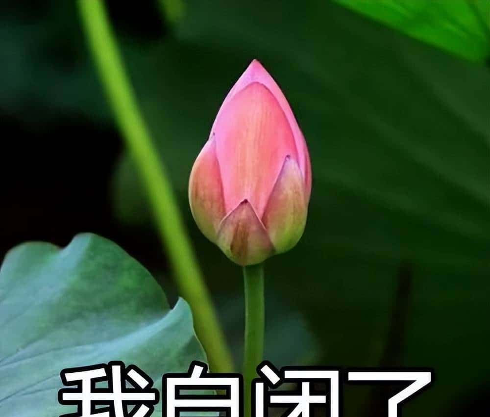 戴森发布了一款戴在嘴巴上的耳机，我还以为愚人节提前来了呢