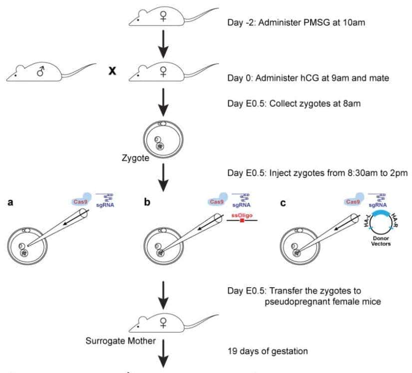 从 “听天由命” 到 “指哪打哪”：一文了解小鼠基因编辑技术