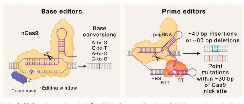 从 “听天由命” 到 “指哪打哪”：一文了解小鼠基因编辑技术