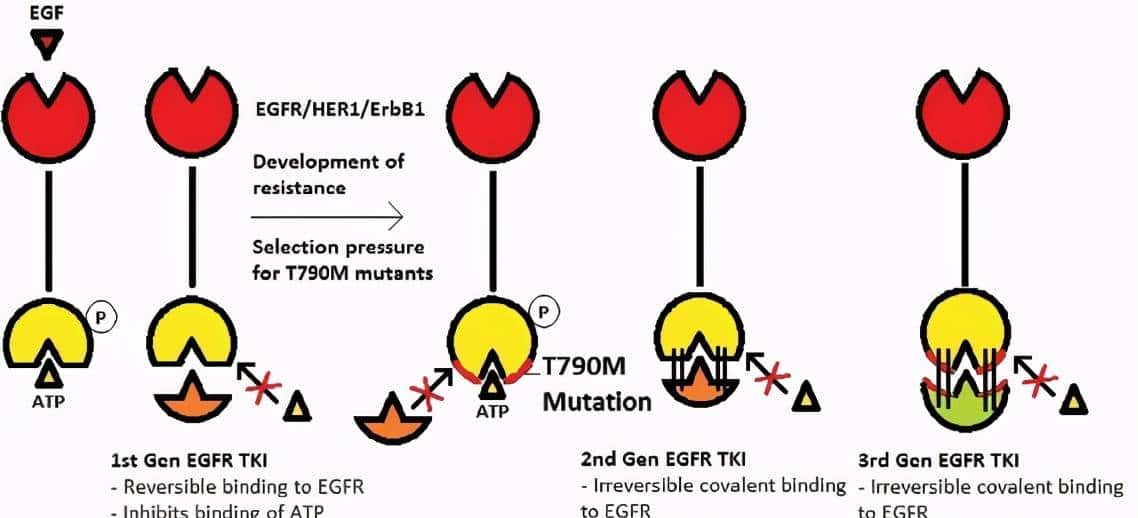 肺癌常用的靶向药有哪些？