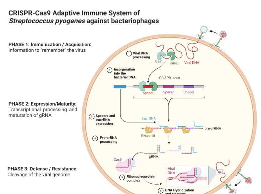 从 “听天由命” 到 “指哪打哪”：一文了解小鼠基因编辑技术