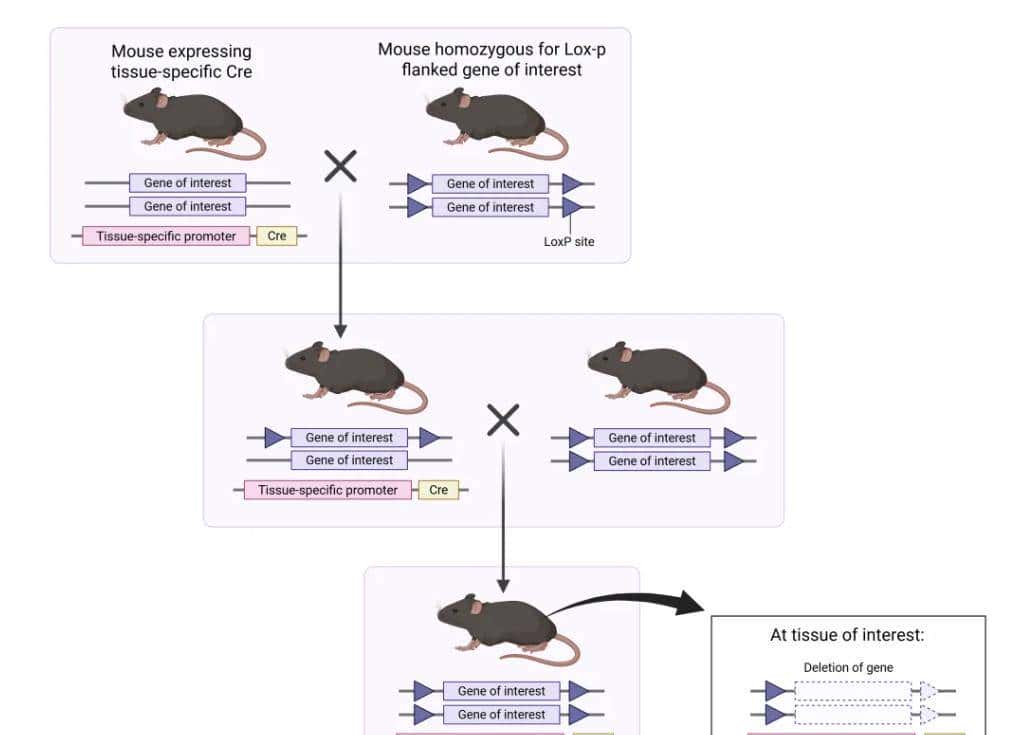 从 “听天由命” 到 “指哪打哪”：一文了解小鼠基因编辑技术