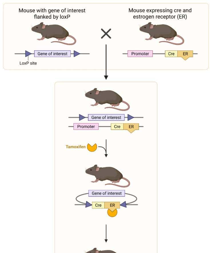 从 “听天由命” 到 “指哪打哪”：一文了解小鼠基因编辑技术