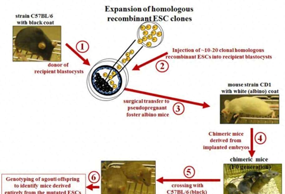 从 “听天由命” 到 “指哪打哪”：一文了解小鼠基因编辑技术