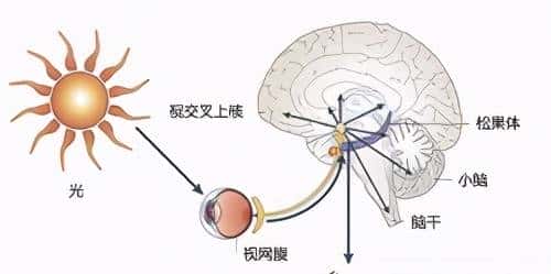 正常人如果一直不睡觉，能坚持几天？会死吗？