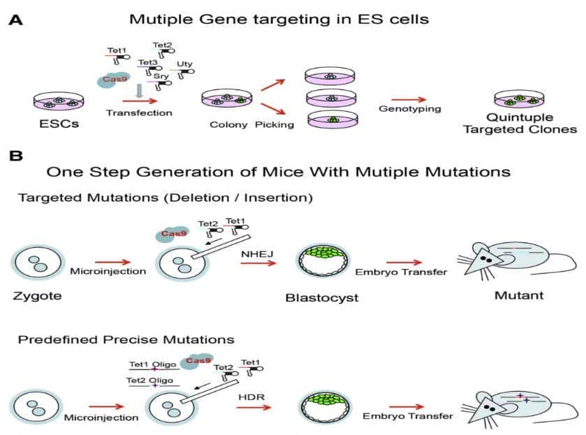 从 “听天由命” 到 “指哪打哪”：一文了解小鼠基因编辑技术