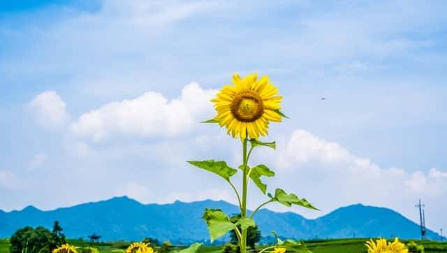 背包旅行,勇敢者的游戏