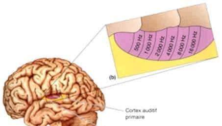 为啥你总是被神曲洗脑?是你的问题还是歌的问题?