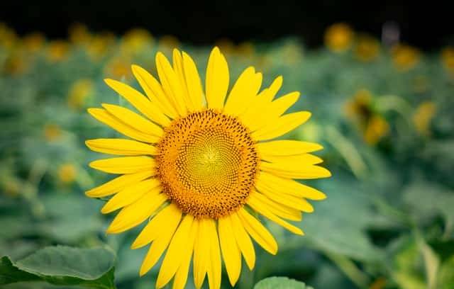 背包旅行,勇敢者的游戏