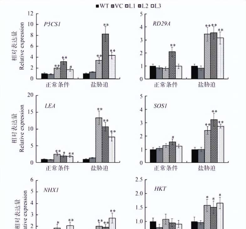 过量表达TaSAP12-D基因,在改良作物的耐盐性上,有哪些重大作用