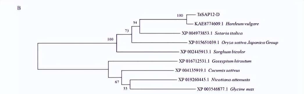 过量表达TaSAP12-D基因,在改良作物的耐盐性上,有哪些重大作用