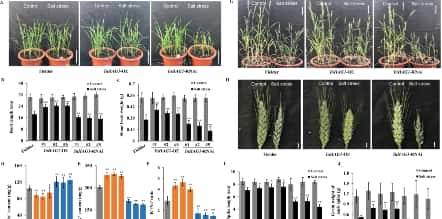 过量表达TaSAP12-D基因,在改良作物的耐盐性上,有哪些重大作用