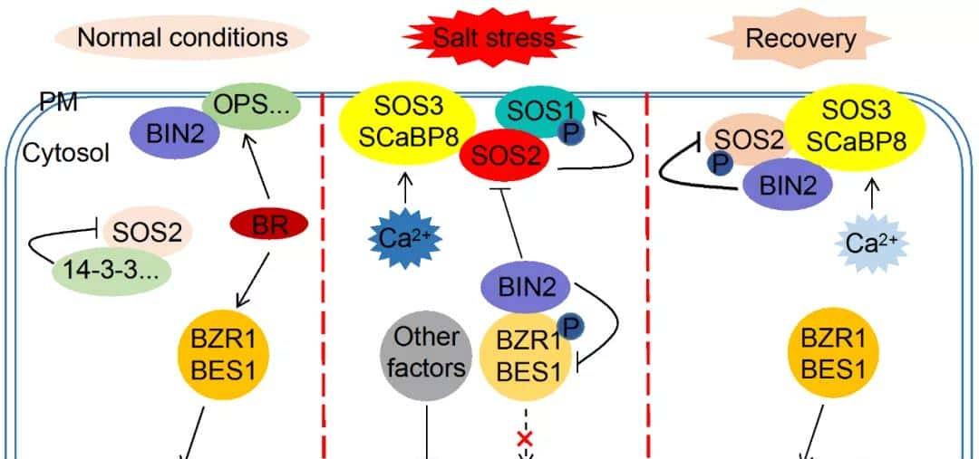 过量表达TaSAP12-D基因,在改良作物的耐盐性上,有哪些重大作用