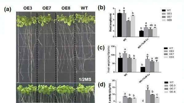 过量表达TaSAP12-D基因,在改良作物的耐盐性上,有哪些重大作用