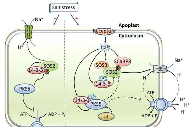 过量表达TaSAP12-D基因,在改良作物的耐盐性上,有哪些重大作用