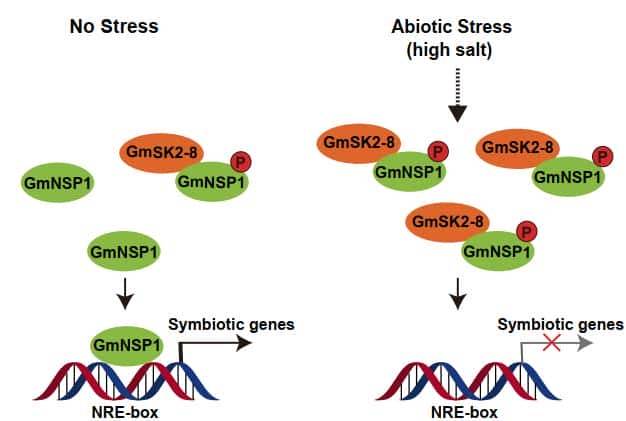 过量表达TaSAP12-D基因,在改良作物的耐盐性上,有哪些重大作用