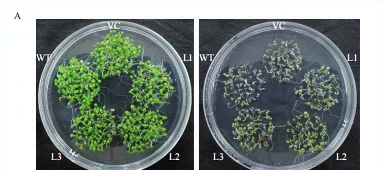 过量表达TaSAP12-D基因,在改良作物的耐盐性上,有哪些重大作用