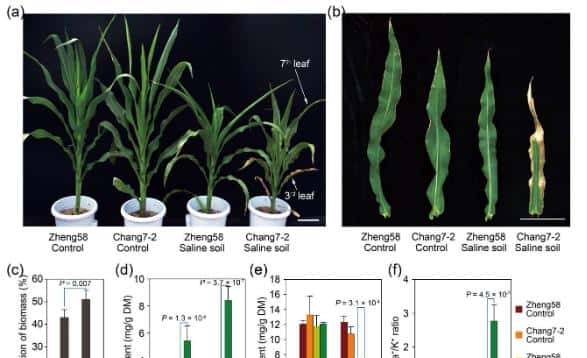 过量表达TaSAP12-D基因,在改良作物的耐盐性上,有哪些重大作用