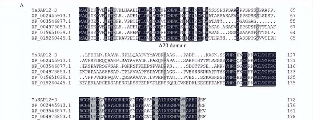过量表达TaSAP12-D基因,在改良作物的耐盐性上,有哪些重大作用