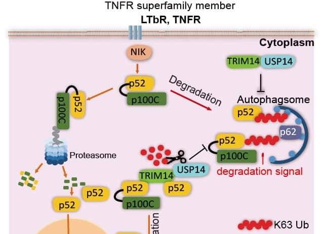 过量表达TaSAP12-D基因,在改良作物的耐盐性上,有哪些重大作用