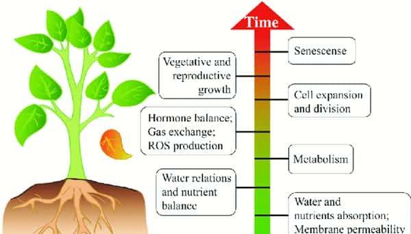 过量表达TaSAP12-D基因,在改良作物的耐盐性上,有哪些重大作用