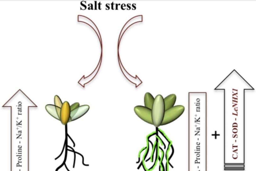 过量表达TaSAP12-D基因,在改良作物的耐盐性上,有哪些重大作用