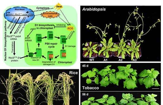 过量表达TaSAP12-D基因,在改良作物的耐盐性上,有哪些重大作用