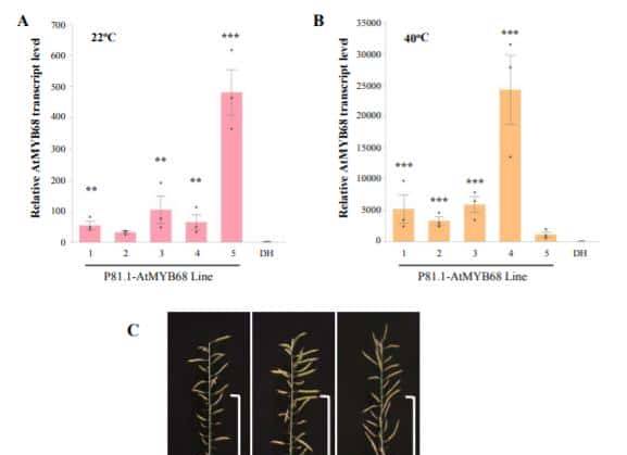 过量表达TaSAP12-D基因,在改良作物的耐盐性上,有哪些重大作用