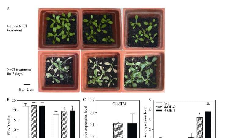 过量表达TaSAP12-D基因,在改良作物的耐盐性上,有哪些重大作用