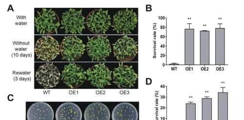 过量表达TaSAP12-D基因,在改良作物的耐盐性上,有哪些重大作用