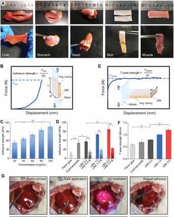西安交大徐峰《AFM》:液体绷带!具有强劲组织粘合力、出色的止血、抗菌性能
