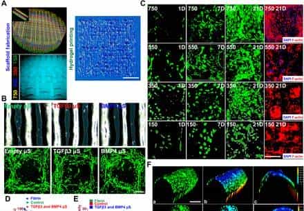 打破软骨不可再生壁垒,《Science》子刊:具有双因子释放和梯度结构3D生物打印构建体,用于异质软骨再生