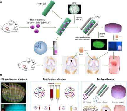 打破软骨不可再生壁垒,《Science》子刊:具有双因子释放和梯度结构3D生物打印构建体,用于异质软骨再生